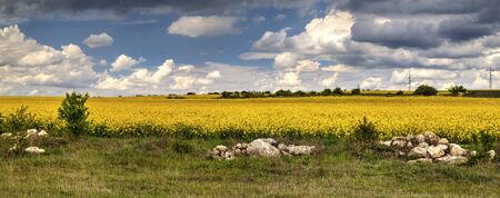 Beautiful landscape with blue sky and fresh yellow agricultural fieldの写真素材