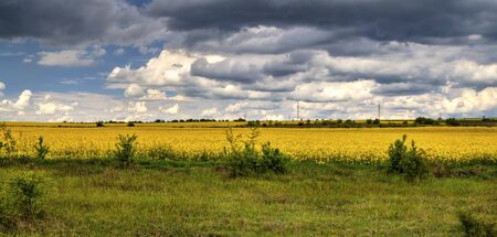 Beautiful landscape with blue sky and fresh yellow agricultural fieldの写真素材