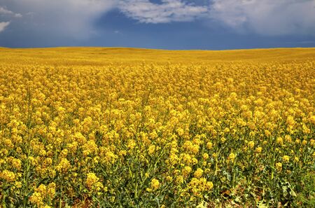 Beautiful landscape with blue sky and fresh yellow agricultural fieldの写真素材