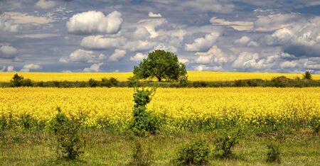Beautiful landscape with blue sky and fresh yellow agricultural fieldの写真素材