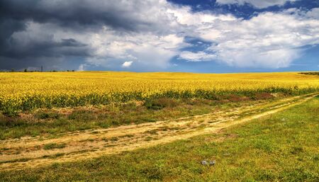 Beautiful landscape with blue sky and fresh yellow agricultural fieldの写真素材