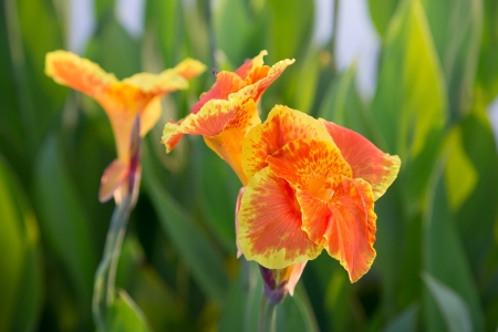 Closeup of beautiful orange canna lily with another one and green leaves in backgroundの写真素材