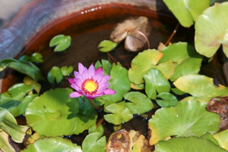 Beautiful purple lotus flower in a pondの写真素材