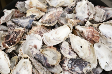 Pile of empty oyster shells in a trash canの写真素材