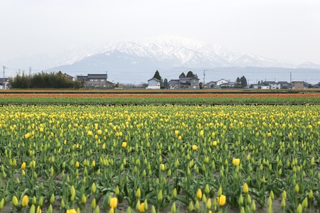Colorful tulip flowers with snow mountain in backgroundの写真素材
