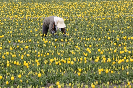 Farmer picking up yellow tulip flowers in the farmの写真素材