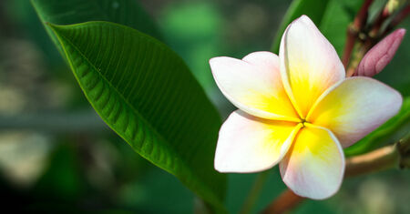 plumeria flower and blossom in the frangipani treeの写真素材