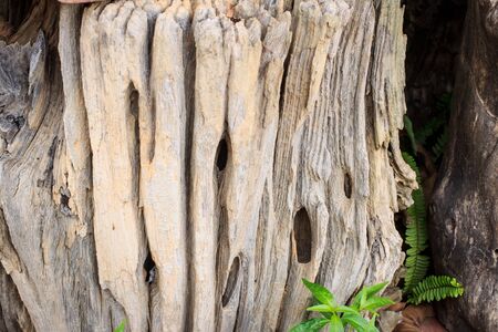 Old wood texture with leaf backgroundの写真素材