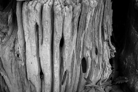 Old wood texture with leaf backgroundの写真素材