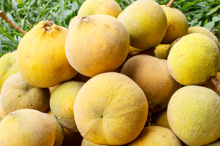 Santol fruit in Thailandの写真素材