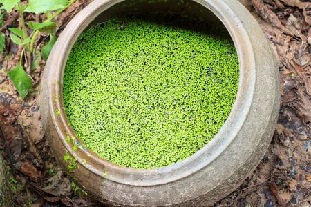 water plant in jarの写真素材