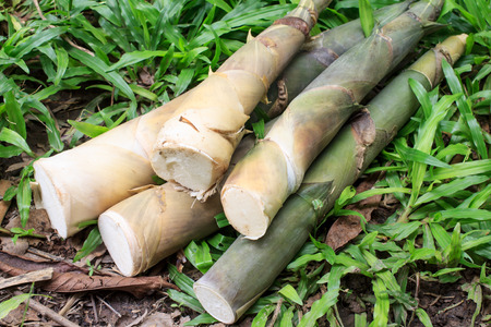bamboo shoots in forestの写真素材