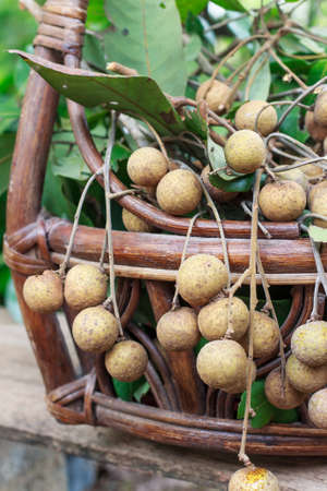 Longan fresh from garden (Thai fruit)の写真素材