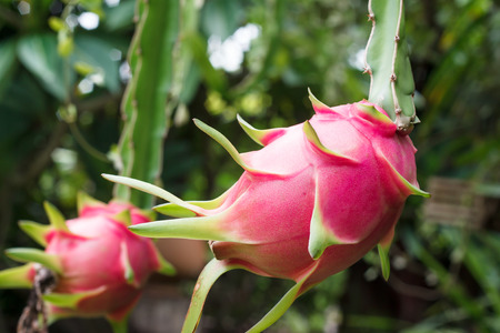 dragon fruit and dragon fruit tree.の写真素材