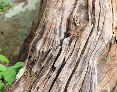 Old wood texture backgroundの写真素材