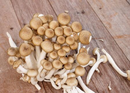 brown beech mushroom on woodの写真素材