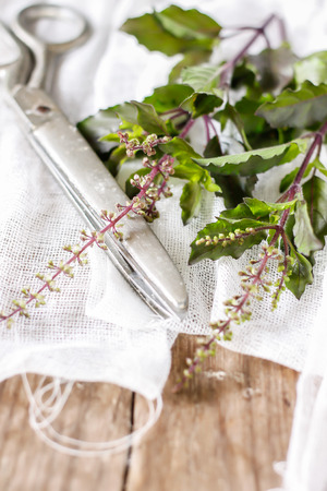 Ocimum sanctum in the gardenの写真素材