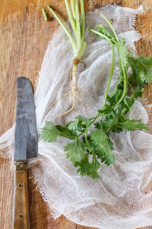 corianderの写真素材