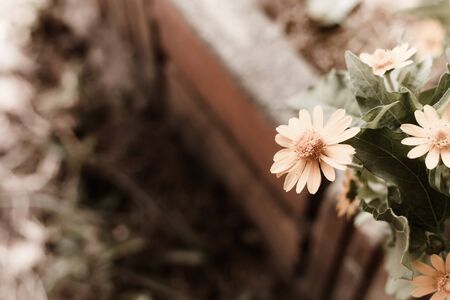 Singapore dailsy, flower backgroundの写真素材