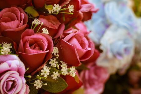 Vintage rose soft focus imageの写真素材