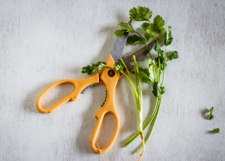 Organic coriander with scissor fresh from garden put on vintage white table ingredient for cook