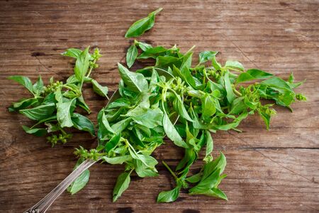 hoary basil or lemon basil put on old wooden background prepare for Thai foodの写真素材