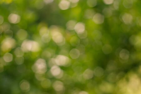 Abstract natural color background. natural green bokeh.の写真素材