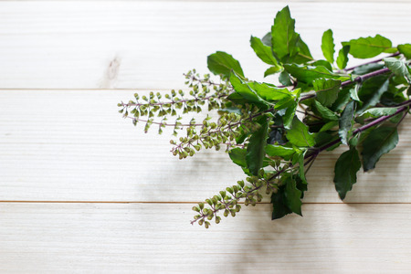 Holy Basil, Ocimum sanctum of Thai on a wooden table backgroundの写真素材
