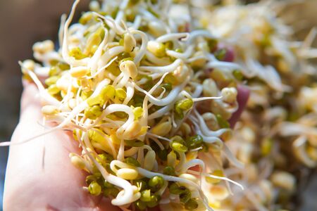 fresh beansprout, hand with bean sprouts.の写真素材