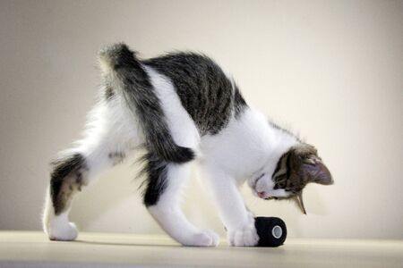 playing kittenの写真素材