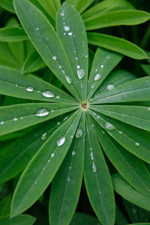 Drops of water on the leaves Green leaves の写真素材