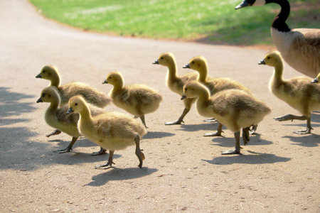 Canada goose  crossing a path. Focus on the gosling on the bottom-left corner.の写真素材