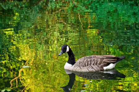 A Canada Goose on a lake with reflections of green trees and bushes.の写真素材