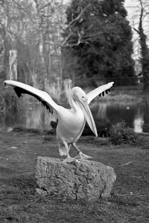 A white pelican standing on a rockの写真素材