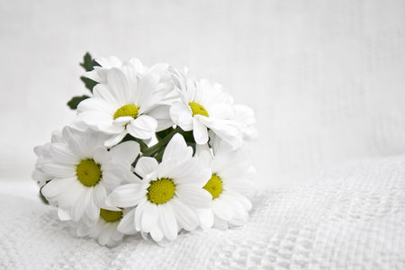 A small bouquet of white daisies on a white clothの写真素材