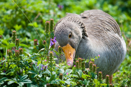 A greylag goose searching for food の写真素材