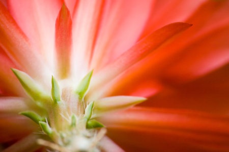 The back of an orchid cactus flowerの写真素材