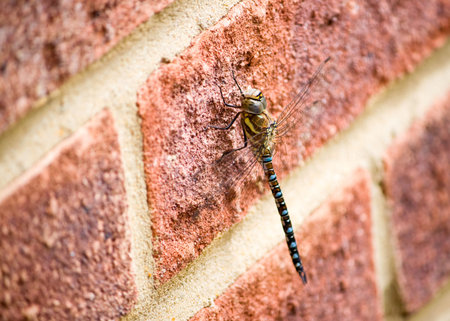 A Hawker Dragonfly on a brick wallの写真素材