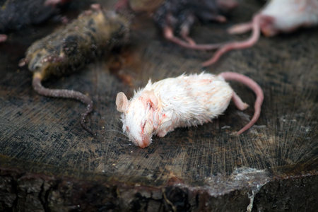 Dead mice as food to other animalsの写真素材