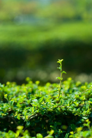 Little plant managed to escape from the gardener's scissors 