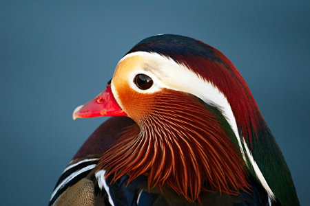 Close-up photo of a male Mandarin Duck on a blue background の写真素材