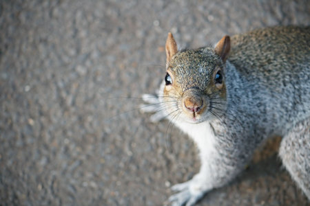 A grey squirrel looking for food. Shallow depth of field, focus on the nose. の写真素材