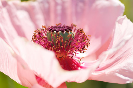 Close-up of a pink poppy flower. Shallow depth of field. の写真素材