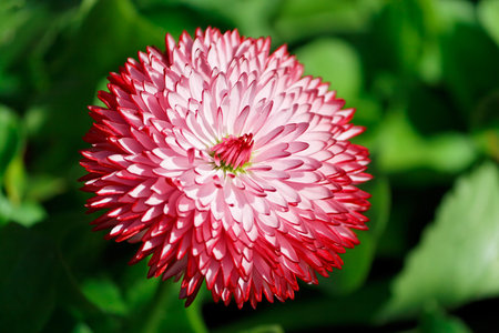 Close-up of a small red flower with a green backgroundの写真素材