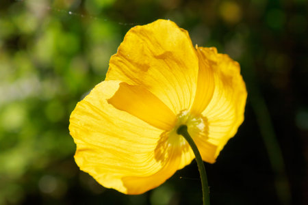 The back of a yellow opium poppy (Papaver somniferous). Shallow depth of field.の写真素材