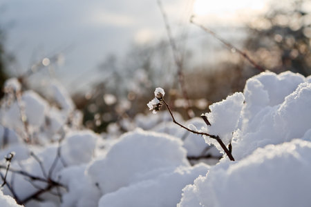 Warm sunset light on snow-covered bush. Shallow depth of field. の写真素材