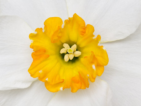 Close-up of the centre of a daffodil in Spring の写真素材