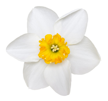 Photo of a short cup daffodil isolated on a white backgroundの写真素材