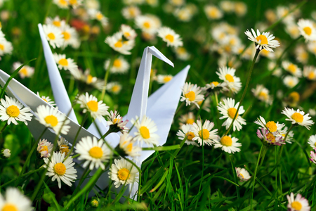 White paper bird and daisiesの写真素材