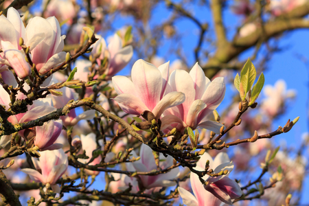 View from underneath a Magnolia tree against a blue skyの写真素材